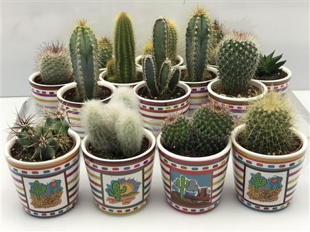 Cactus Mix In Mexicopot