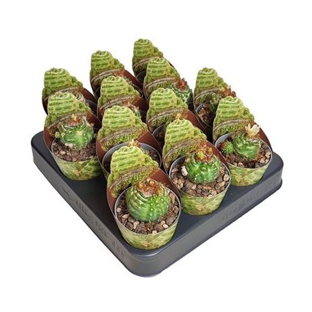 Notocactus Werdermannianus Mostruoso Potcover