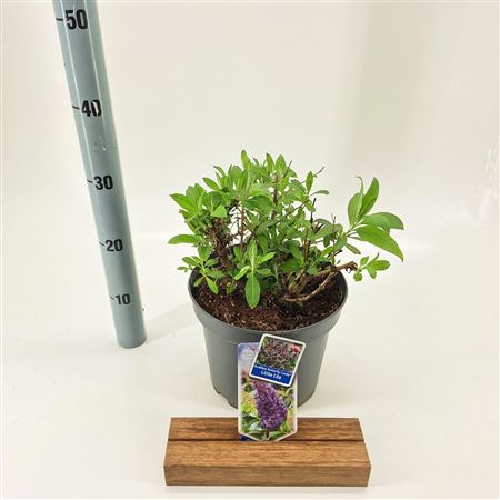 Buddleja Dav Little Lila