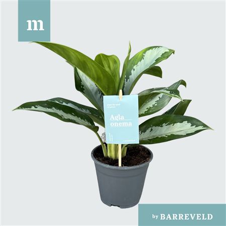 Aglaonema Diamond Bay