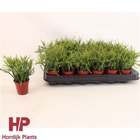 Rhipsalis Pulchra