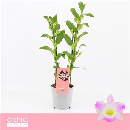 Dendr Nob 2st Pandora Compact Orchid Collection