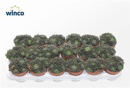 Sinocrassula Yunnanensis.