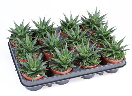 Haworthia Herbacea