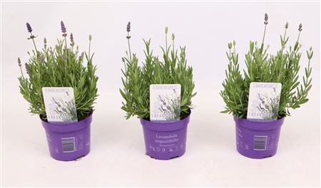 Lavandula An Mixmasters