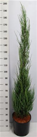 Juniperus Scop Blue Arrow