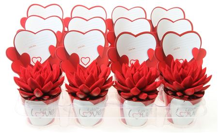 Echeveria Potcover Little Love Velvet Red