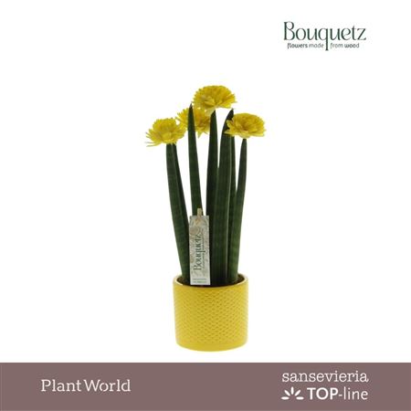 Sansevieria Keram