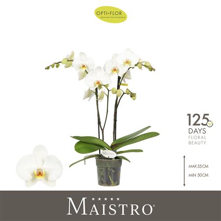 Phal 2st Maistro Beethoven