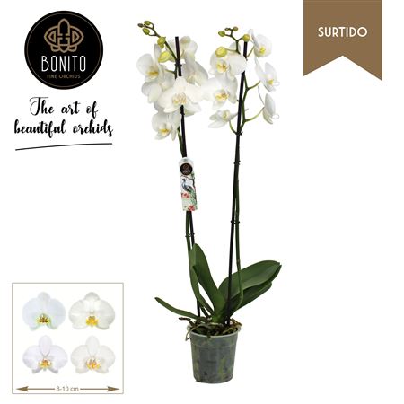 Phal 2t Surtido 12+