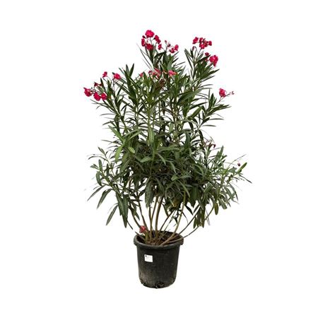Nerium Oleander Red Bush