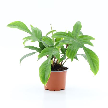 Philodendron Florida