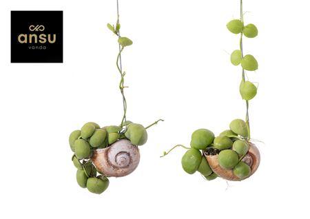 Dischidia Tortoise Bubbles Shelly Hang (l