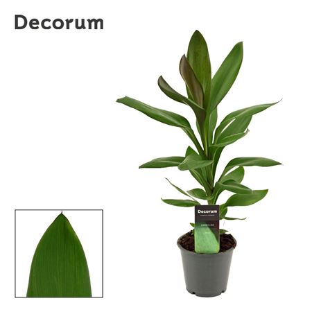 Cordyline Glauca (dec)