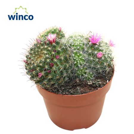 Mammillaria Bocasana