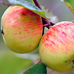 Яблоня домашняя Коричное Полосатое в тубе