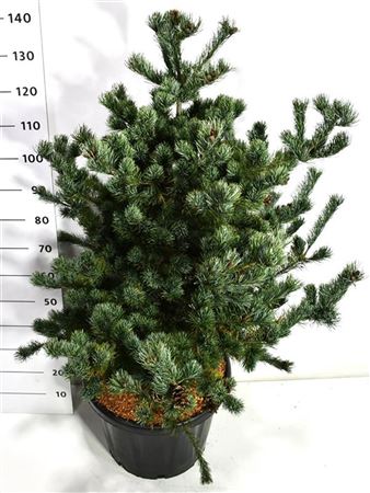 Pinus Parv Tempelhof