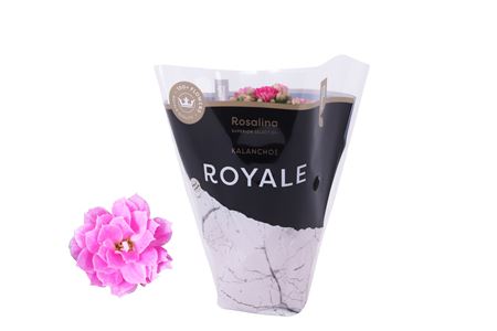Kal Ros Royale Pink