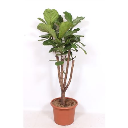 Ficus Lyrata On Stem Branched