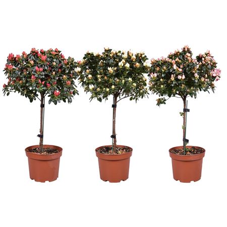 Azalea On Stem