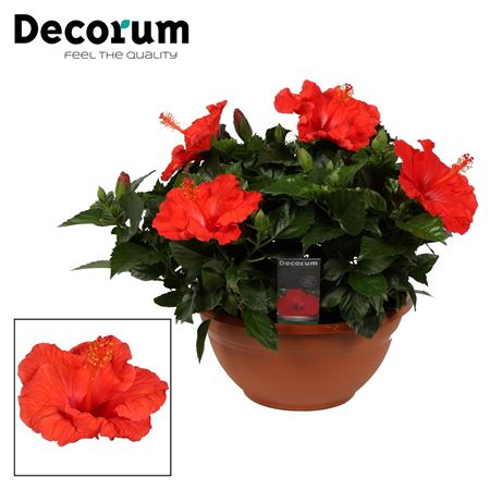 Hibiscus Bordeaux Red 10+ (decorum)