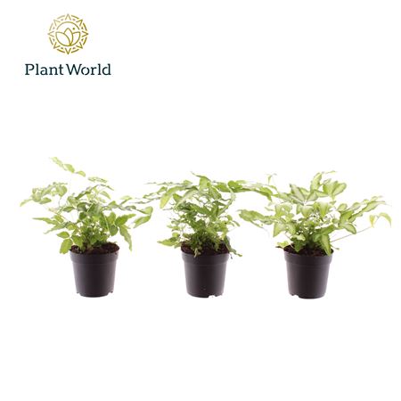 Pteris Cretica Albolineata (decorum)