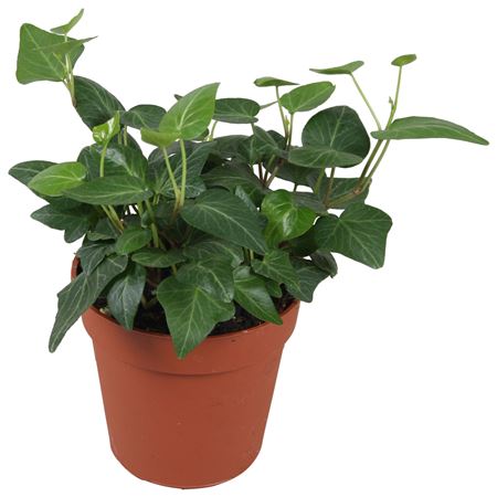 Hedera Helix Lady Kay