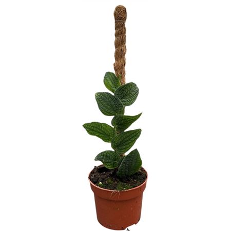 Rhaphidophora Tenuis Silver