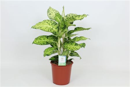 Dieffenbachia Cool Tigres