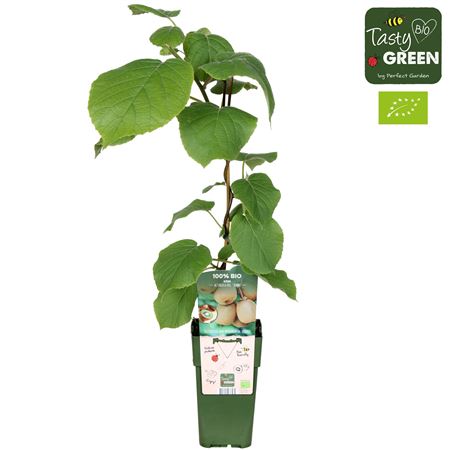 Actinidia Del Jenny Bio
