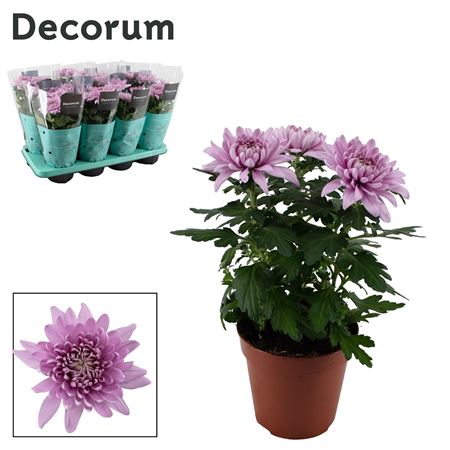 Chrys Zembla Pink 3pp (decorum)