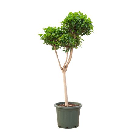 Ficus Microcarpa Moclame On Stem