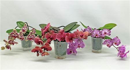 Phal 2st Table Mix 14+ (phalaenova)