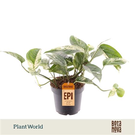 Epipremnum Marble King