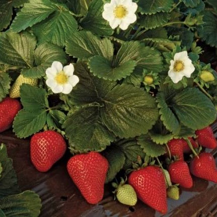 Земляника Маэстро