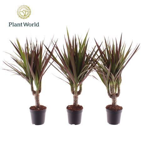 Drac Magenta 7cm Stem (decorum)