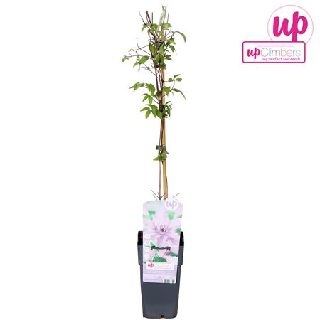 Clematis Hagley Hybrid