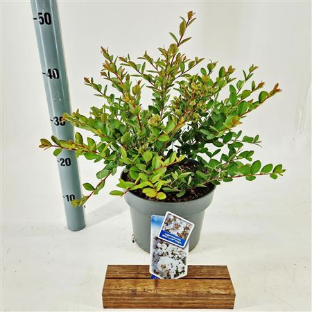 Lagerstroemia Indica With Love Virgin
