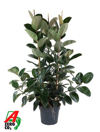 Ficus Elastica Robusta Vertakt P40 (no Gap)