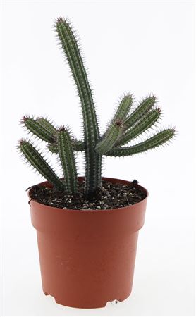 Euphorbia Baioensis