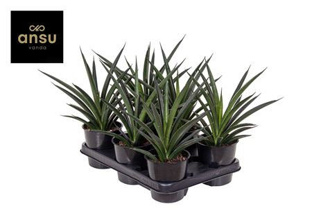 Sansevieria Comet Amazon Green