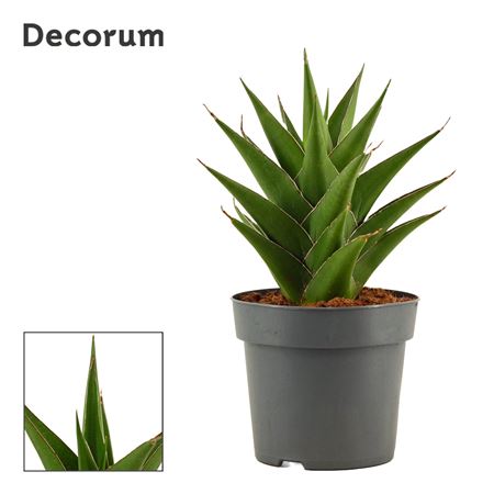 Sansevieria Temple Crown (dec)