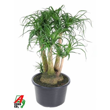 Beaucarnea Branched