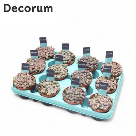 Lithops Mix (decorum)