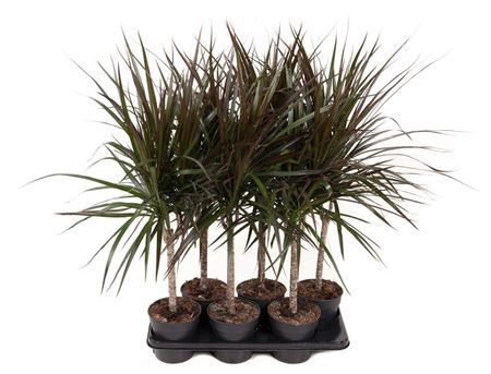 Dracaena Magenta 15cm Stam