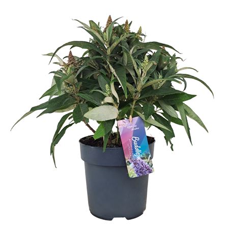 Buddleja Candy Little Lila