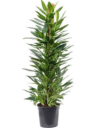 Philodendron Cobra