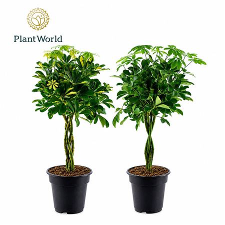 Schefflera Gevlochten Stam Mix