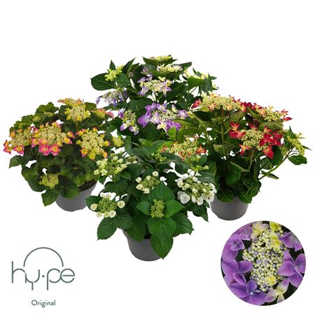 Hydrangea Ma Lacecap Mix 7+ (hy-pe)