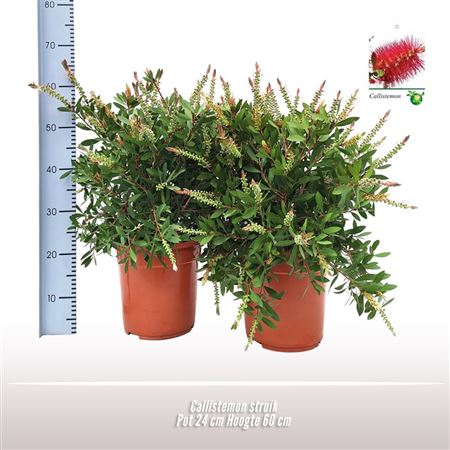 Callistemon Bush